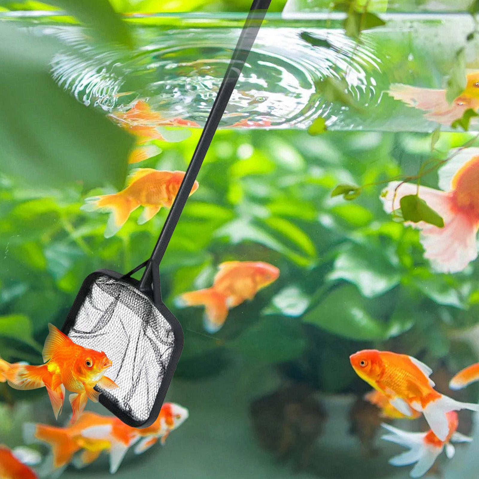 شبكات تنظيف حمامات السباحة، شب - مراجعة Aquarium Fish To Buy وسعره