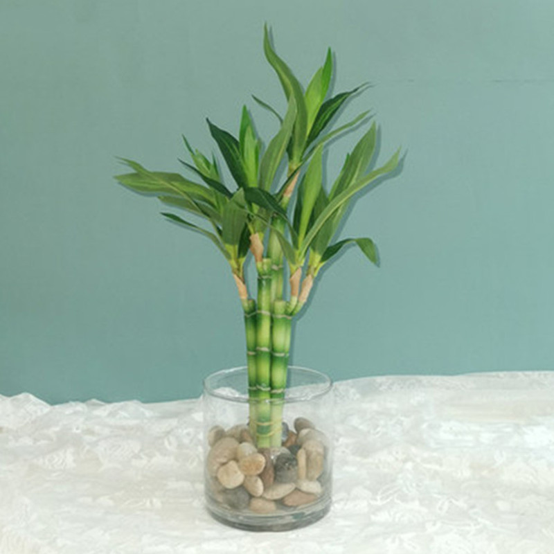 جديد 40 سنتيمتر rFtificial محظ - مراجعة Aquarium Fish To Buy وسعره