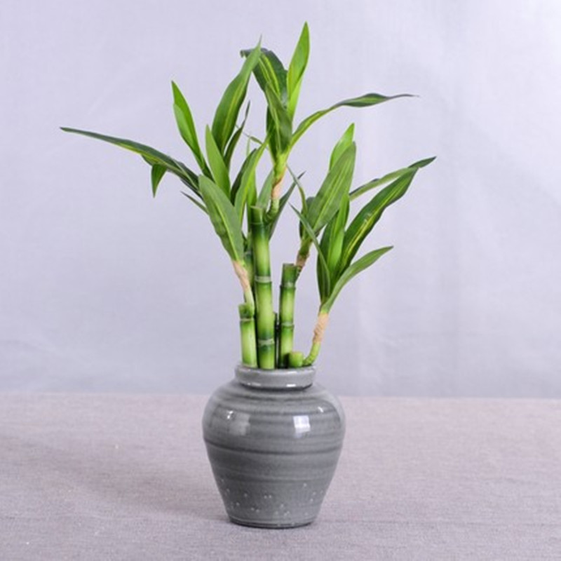 جديد 40 سنتيمتر rFtificial محظ - مراجعة Aquarium Fish To Buy وسعره