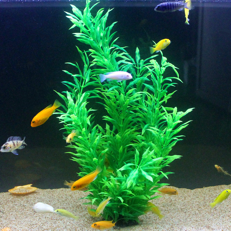 نباتات اصطناعية نادرة لأحواض ا - مراجعة Aquarium Fish To Buy وسعره